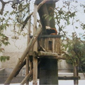 Short-lived Red Panda exhibit