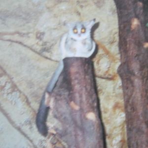 Senegal Bushbaby or Galago in the Clore.