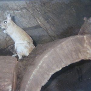 Springhaas in the Clore.