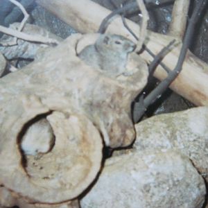 Rock Cavies ? In the Clore.