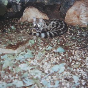 Small Spotted Genet in the Clore.