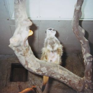 Meerkat in the Clore.