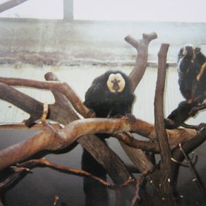White-Faced Saki Monkeys in the Clore. 1990.