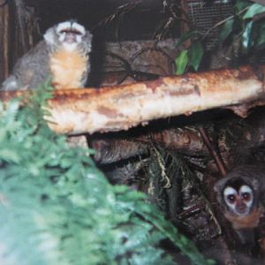 Douroucouli in the Clore 1990.