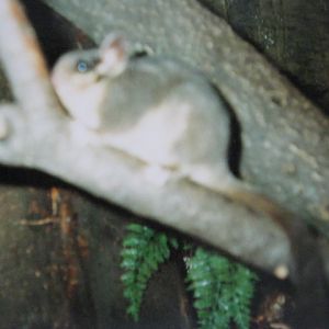 Leadbeater`s Possum in the Clore 1990.