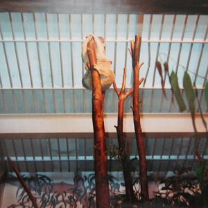 One of the two Koalas June 1990.