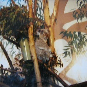 Koala London Zoo 1990.