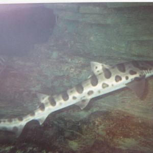 Leopard Shark ? London Zoo Aquarium 1990.