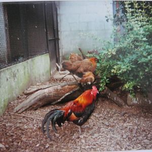 Red JungleFowl family London Zoo 1990.