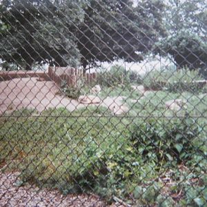 Wolves enclosure on the Regent`s Park perimeter.