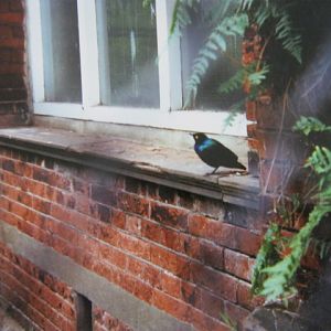 Blue Glossy Starling. London Zoo 1990.