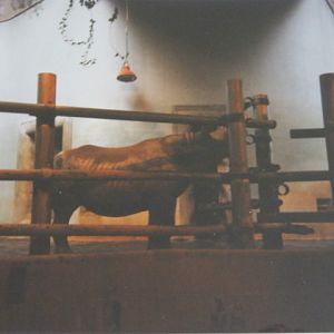 Black Rhino in Pavilion 1990
