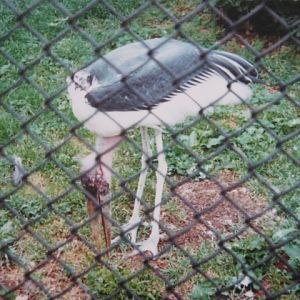 Marabou London Zoo 1990.