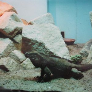 Iguana London Zoo 1990