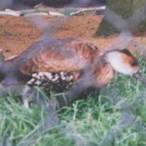 Black-billed Chilean Whistling or Tree Duck.