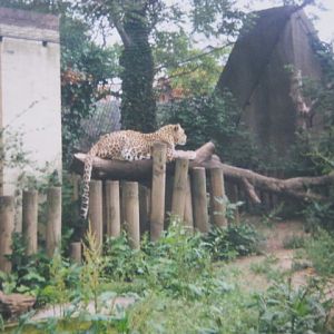 Persian Leopard London Zoo 1990.