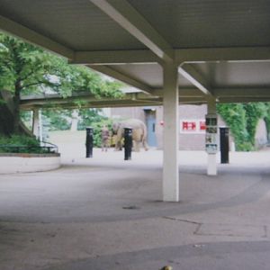Walking Elephant London Zoo 1990.