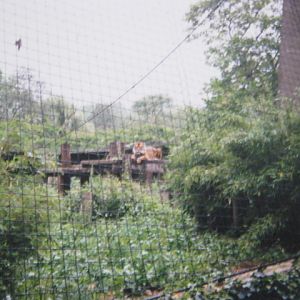 Male Sumatran Tiger London Zoo 1990.