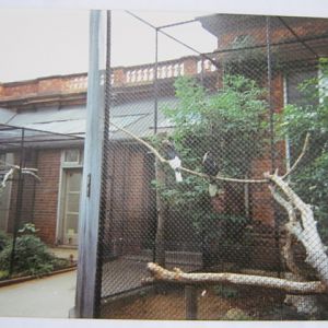 Pair Black and White Casqued Hornbills.