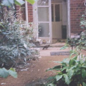 Bronze-wing Pigeons London Zoo 1990.