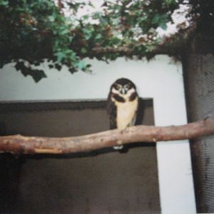 Spectacled Owl 1990.