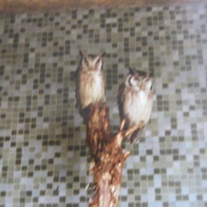 Pair White-faced Scops Owls 1990.