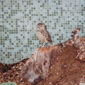 Burrowing Owl 1990.