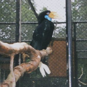 Wreathed Hornbill 1990.