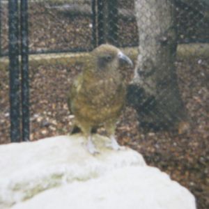 Kea 1990.