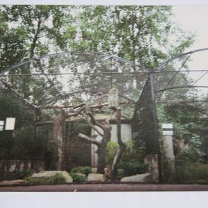 Great Grey Owl 1990.