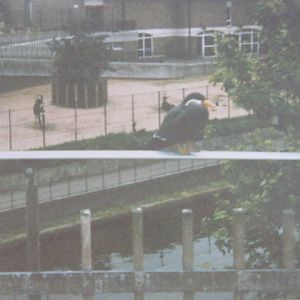 Inca Tern in Snowdon, male Sable in background.