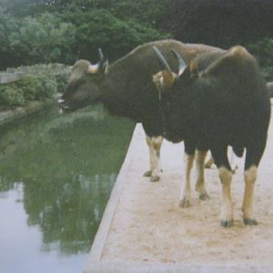 Cotton Terraces 1990.