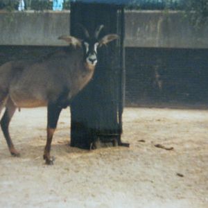 Male Roan 1990.