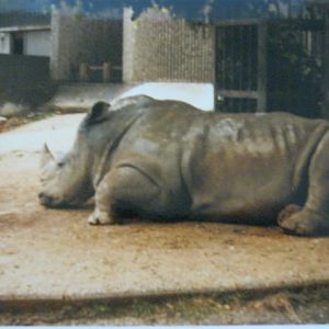 Elephant/Rhino Pavilion 16/6/86
