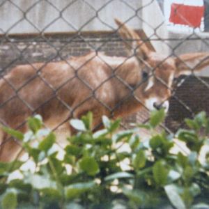 Young Roan calf. 1990