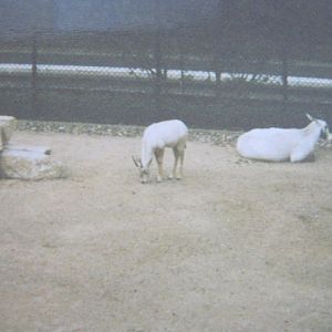 Arabian Oryx 1990.