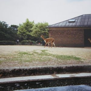 Vicuna pair on Cottons. 1990.