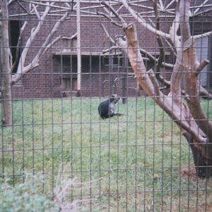 Western Colobus Sobells 1990.
