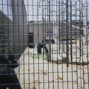 Gorillas male Kumba and female? 1990.