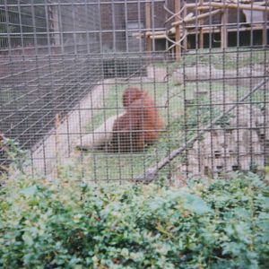 Orang 1990.