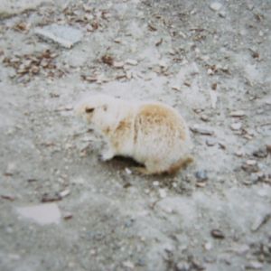 Prairie Marmot 1990.