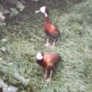 White-faced Tree Ducks in Snowdon 1986.