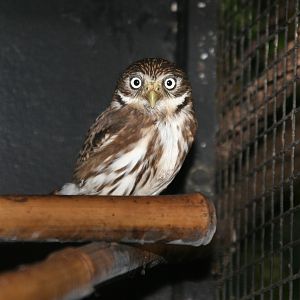 Peruvian pygmy owl (Glaucidium peruanum) Dezember 2011