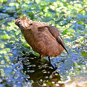 HAMERKOP