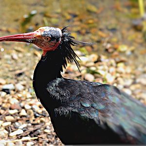 NORTHERN BALD IBIS