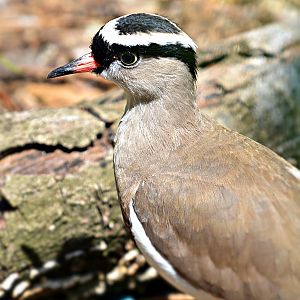 CROWNED PLOVER