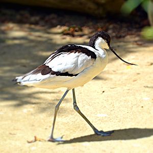 AVOCET