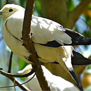 IMPERIAL PIED DOVE