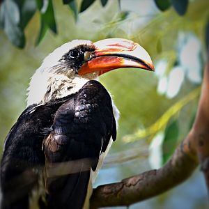 VON DER DECKENS HORNBILL