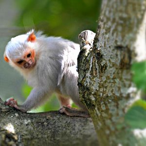 SILVERYMARMOSET
